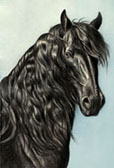 Friesian